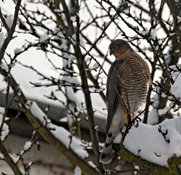 -oiseau-a08-epervier-deurope-2-281210.jpg