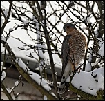 -oiseau-a08-epervier-deurope-2-281210.jpg