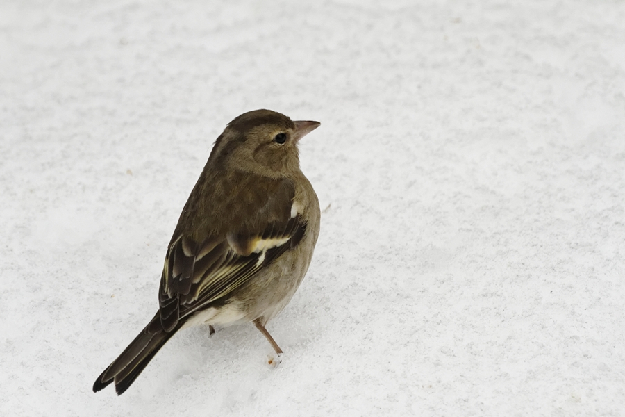 -oiseaux-b-pinson-a3.jpg