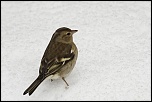 -oiseaux-b-pinson-a3.jpg