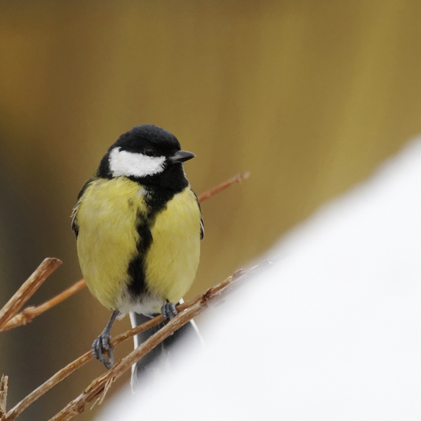 -oiseaux-mesange-charbonniere-1.jpg