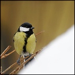 -oiseaux-mesange-charbonniere-1.jpg