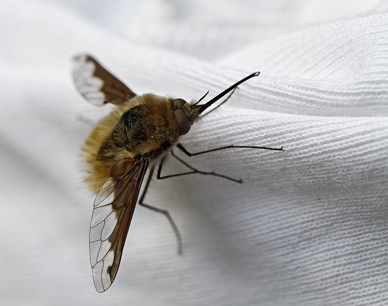 -macro-insect-bombyle-ae-16avril11.jpg