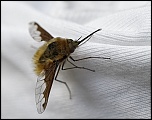 -macro-insect-bombyle-ae-16avril11.jpg