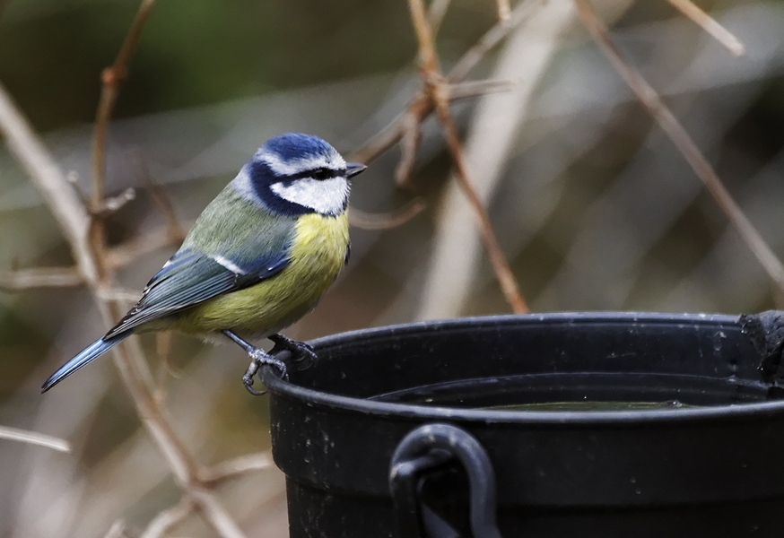 -oiseau-g-mesange-bleue-aa1-220111.jpg