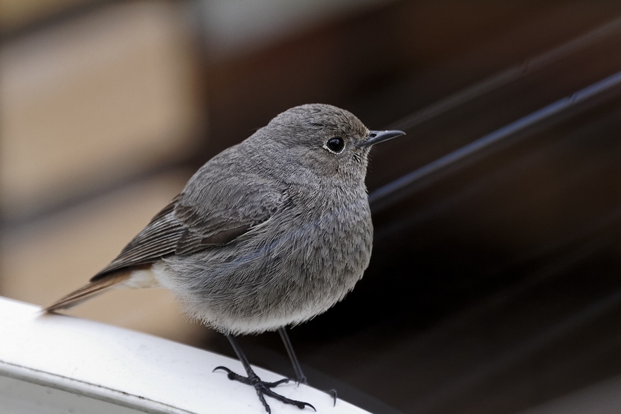 -oiseau-gobemouche-b-avril11.jpg