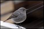 -oiseau-gobemouche-b-avril11.jpg
