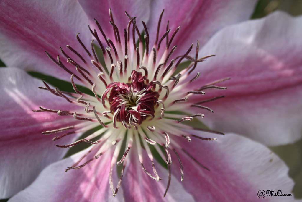 Clmatite
1000 d - 15 - 55
av 5.6
iso 200