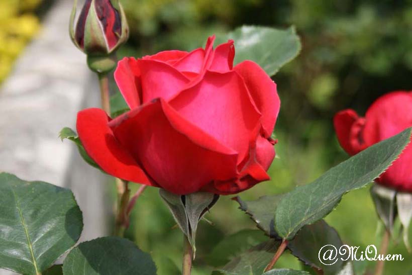 Rose 
1000 d - 15 - 55
av 5.6
iso 125