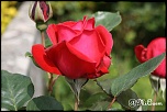 Rose  
1000 d - 15 - 55 
av 5.6 
iso 125