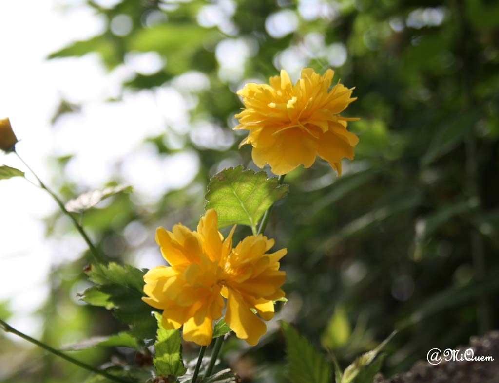 fleurs 1
1000 d - 15 - 55
av 5.6
iso 200