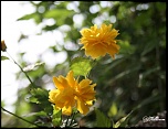 fleurs 1 
1000 d - 15 - 55 
av 5.6 
iso 200