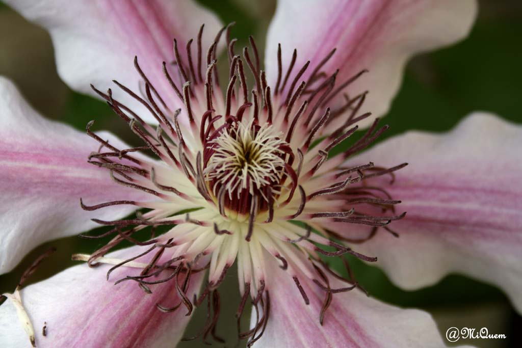 Clmatite
1000 d - 15 - 55
av 5.6
iso 200