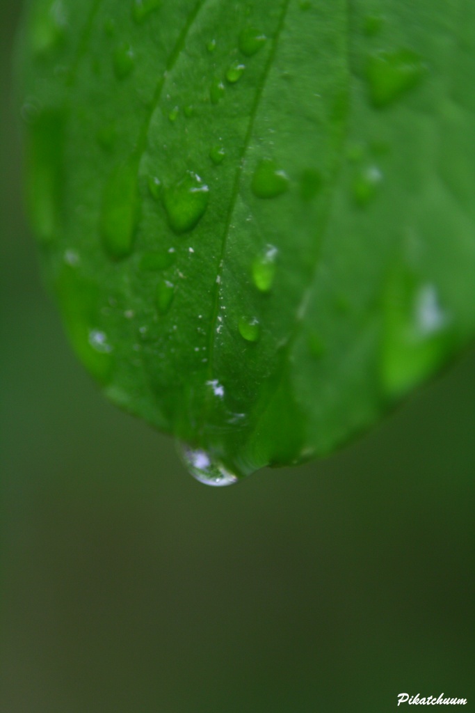 -img_2577.jpg
