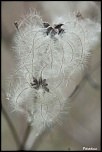 -img_2141.jpg