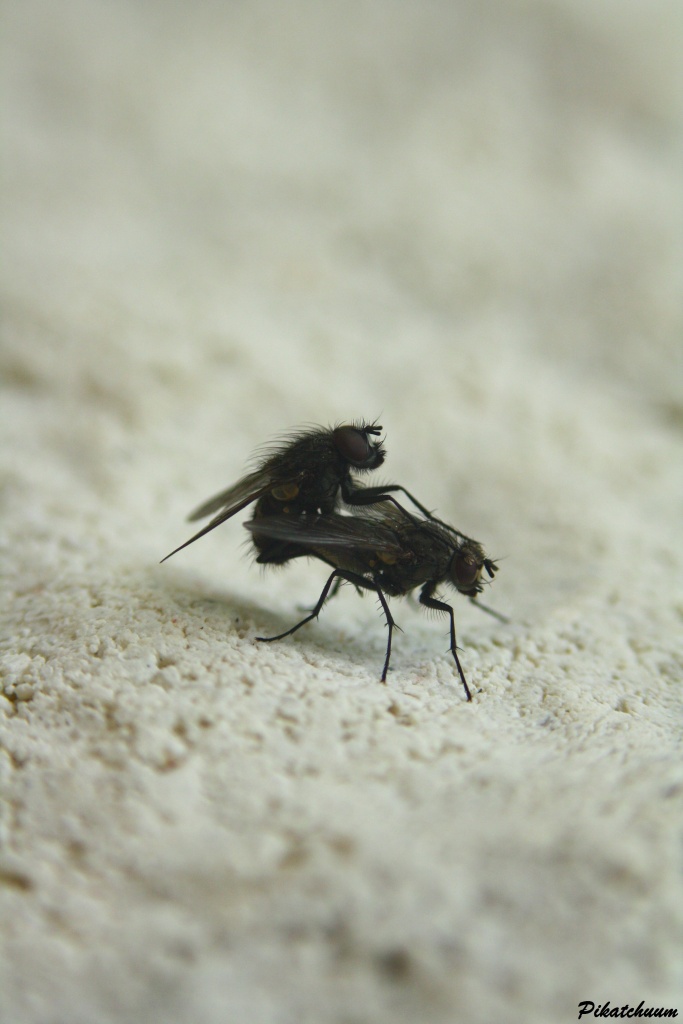 -img_2707.jpg