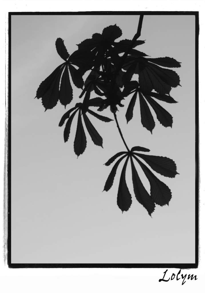Feuilles de marronnier du jardin botanique de Bayeux