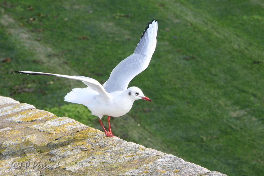 Choix de sacs-oiseaux-0017.jpg