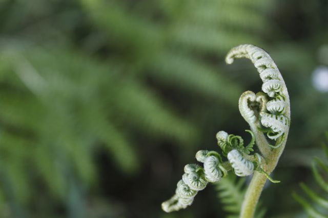 petites fougres dans la fort