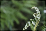 fleurs et plantes de fort