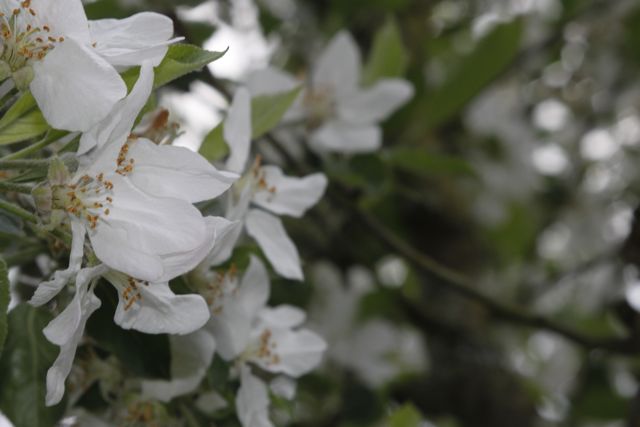 fleurs de pommier