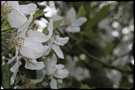 fleurs de pommier