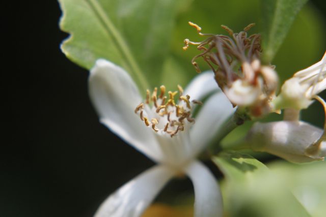 fleur de citronnier
