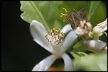 fleur de citronnier