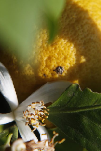 fleur de citronnier et son citron