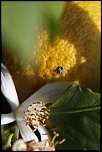 fleur de citronnier et son citron