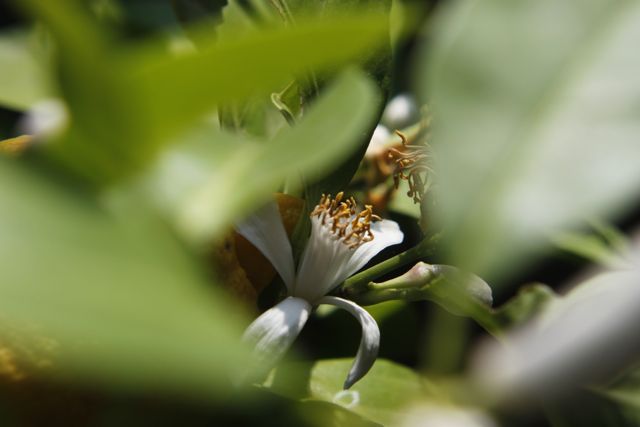 fleur de citronnier