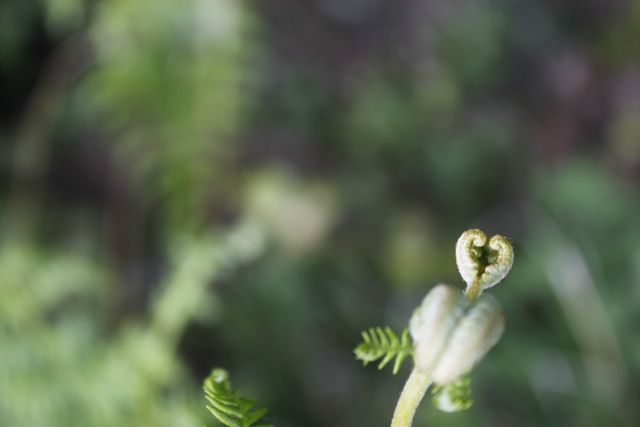 un amour de fougre