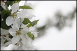 fleur de pommier
