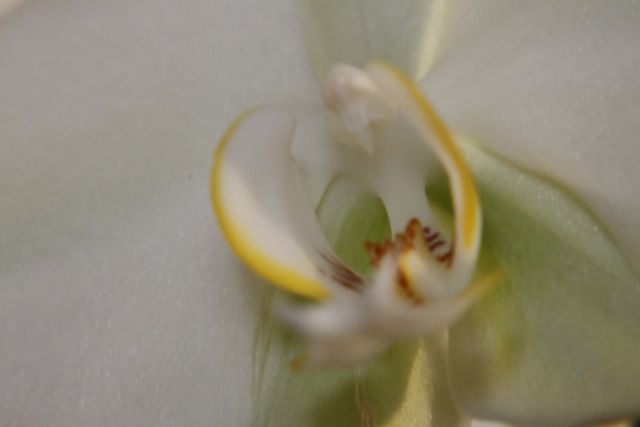 une belle orchide