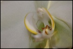 une belle orchide