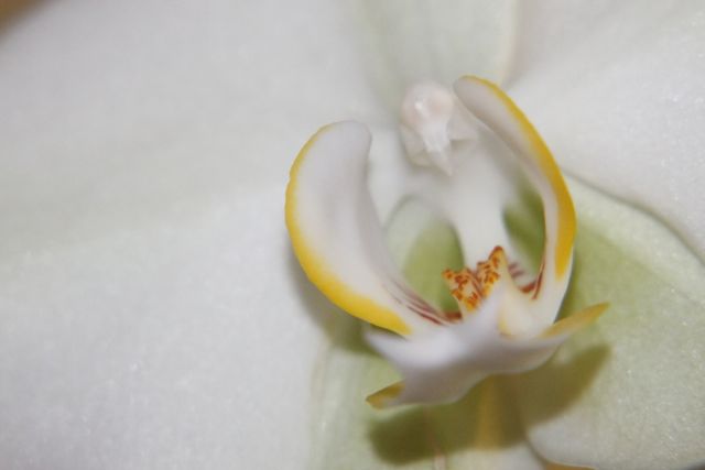 une autre belle orchide