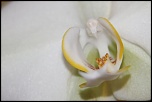 une autre belle orchide