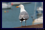 Firmware-1081.jpg