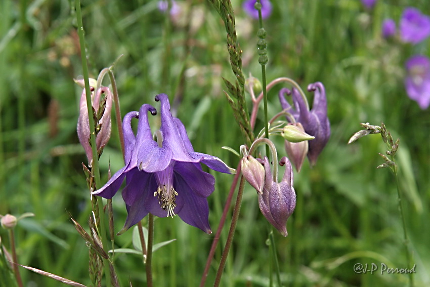 70-300 Sigma APO-fleurs-0089.jpg