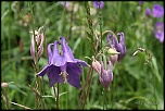 70-300 Sigma APO-fleurs-0089.jpg