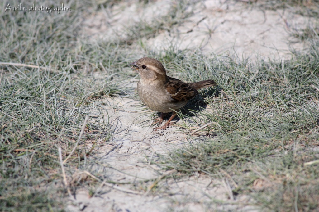 Et un de plus...-img_1525.jpg