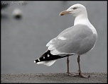 Et un de plus...-img_1809.jpg