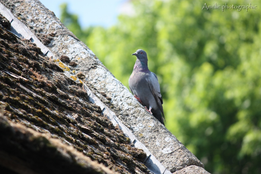Et un de plus...-img_1488.jpg