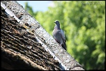 Et un de plus...-img_1488.jpg
