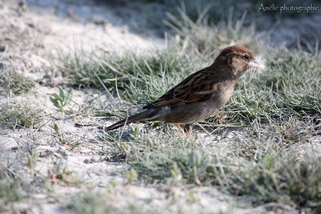 Et un de plus...-img_1526.jpg