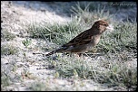 Et un de plus...-img_1526.jpg