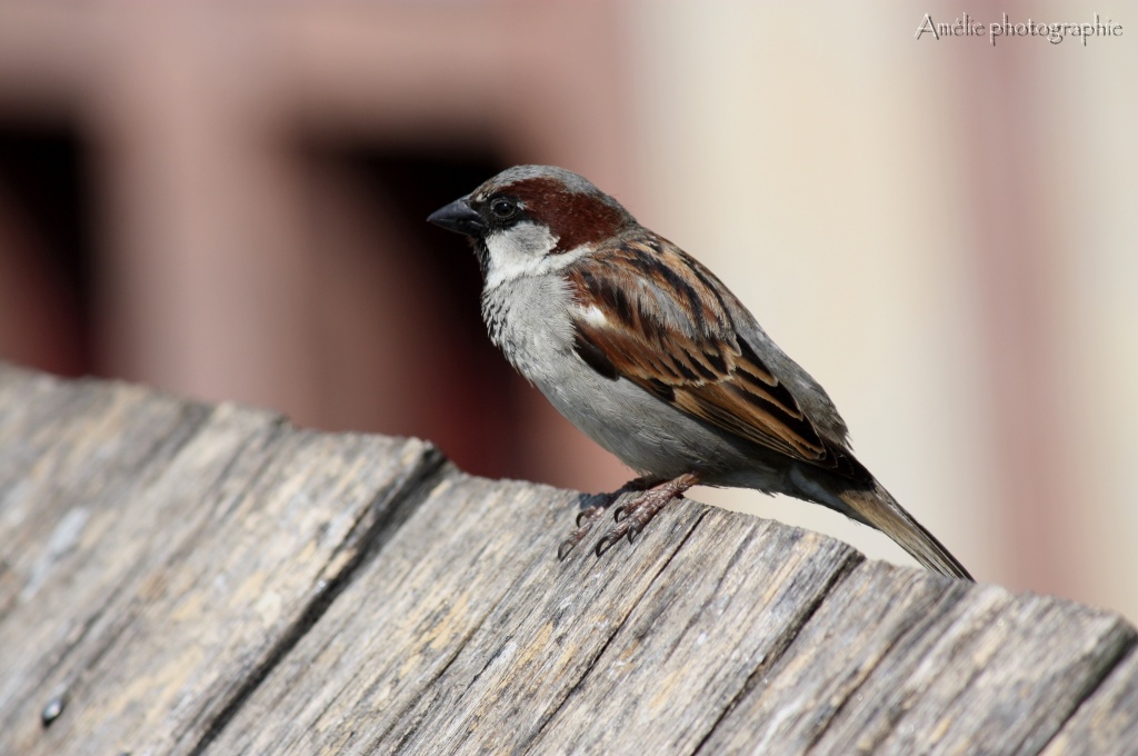 Et un de plus...-img_1485.jpg