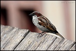 Et un de plus...-img_1485.jpg
