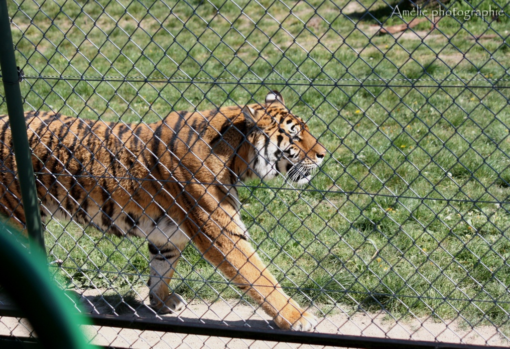 IMG 0340