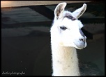 IMG 0484